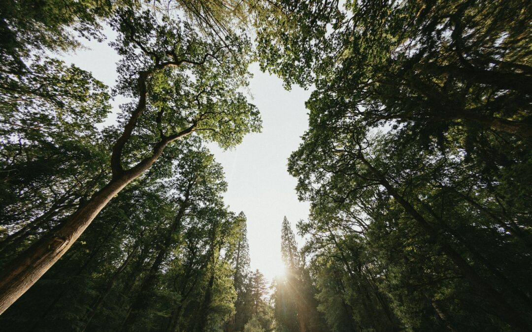 I Am That –by Shantanand Saraswati